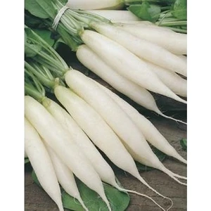 Köy Tohumları 300 Adet Tohum Nadir Beyaz Uzun Turp Tohumu Beyaz Çin Turpu Tatlı