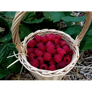 Fidan & Peyzaj - Yediveren Ahududu Fidanı (Dikensiz / Açık Kök)