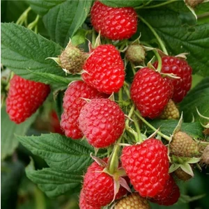 Fidan & Peyzaj - 3 Farklı Çeşit Ahududu Fidanı Seti (Açık Kök)