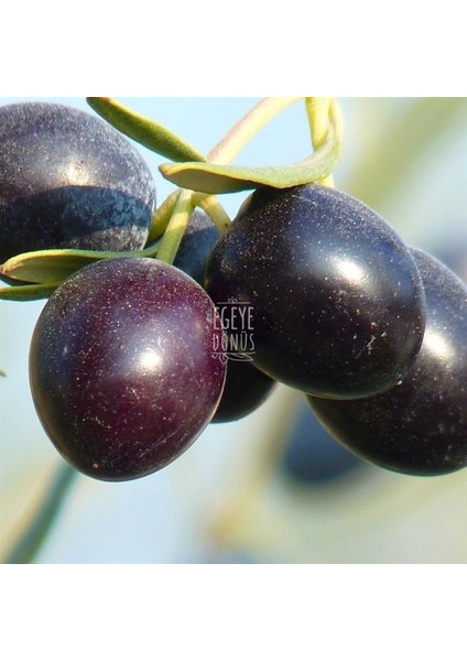 Çok Az Tuzlu Kuru Sele Siyah Zeytin (Kurutma Siyah Light Zeytin) 1 kg