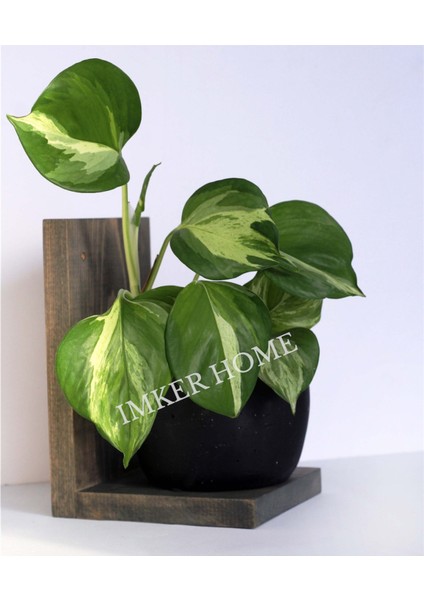 5'li Takım Ceviz Renk Dekoratif Masif Doğal Ahşap Duvar Rafı Çiçeklik Uçan Raf Duvar Düzenleyici fırsatları