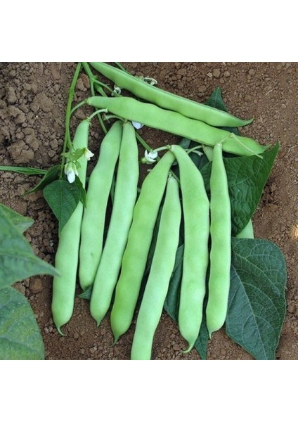 100 Adet Tohum Kılçıksız Simbo Fasulye Tohumu Hediye Tohumludur