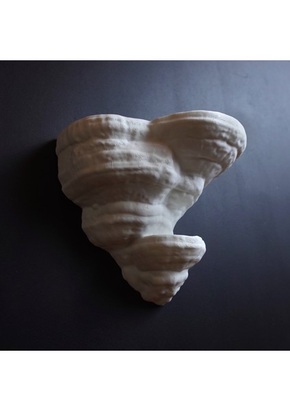 KemX3D Duvar Rafı - Fomentarius Mantarı