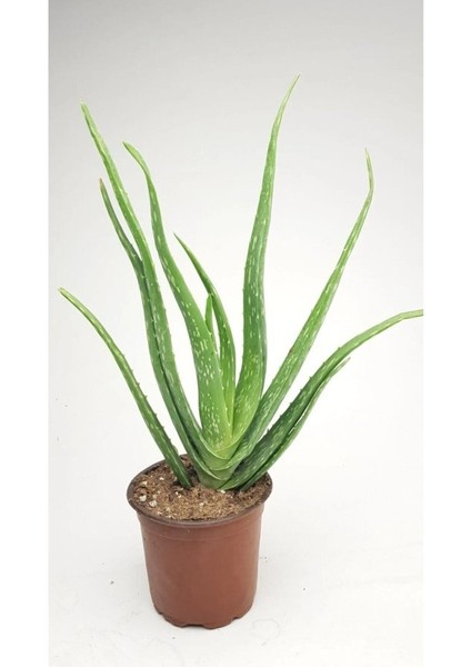 - Aloe Vera (Köklenmiş / 1 Yaş)