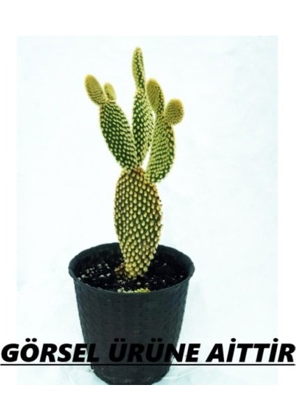 - Opuntia Microdays Yellow (Sarı Tavşan Kulağı Kaktüsü)