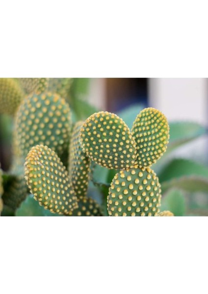 - Opuntia Microdays Yellow (Sarı Tavşan Kulağı Kaktüsü) fiyatları