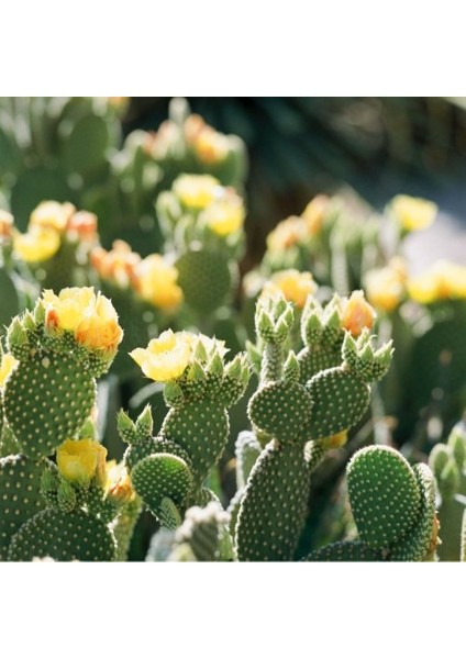 - Opuntia Microdays Yellow (Sarı Tavşan Kulağı Kaktüsü) modelleri