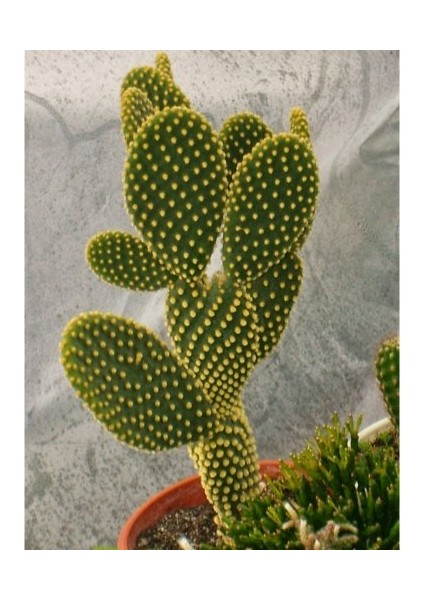 - Opuntia Microdays Yellow (Sarı Tavşan Kulağı Kaktüsü) fırsatları