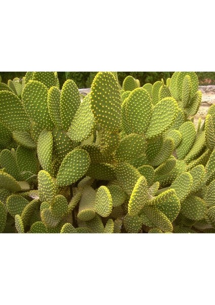 - Opuntia Microdays Yellow (Sarı Tavşan Kulağı Kaktüsü) indirimleri