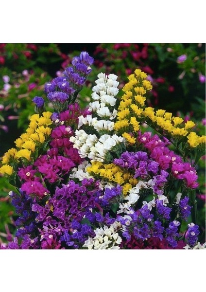 50 Adet Tohum Nadir Bulunan Karışık Deniz Lavantası Çiçeği Tohumu Saksı Toprak