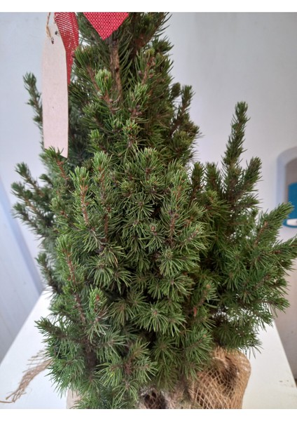 Yılbaşı Ağacı, Picea Glauca Conica Kompakt Ağaçlar, Dış Mekan Bitkileri