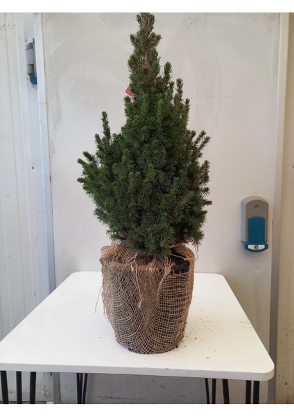 Yılbaşı Ağacı, Picea Glauca Conica Kompakt Ağaçlar, Dış Mekan Bitkileri fiyatları