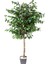 Yapay Ficus Ağacı Tek Gövde Yeşil 140 Cm. 1