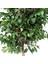Yapay Ficus Ağacı Tek Gövde Yeşil 140 Cm. 2