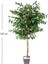 Yapay Ficus Ağacı Tek Gövde Yeşil 140 Cm. 4