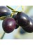 Çok Az Tuzlu Kuru Sele Siyah Zeytin (Kurutma Siyah Light Zeytin) 1 kg 2
