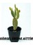 - Opuntia Microdays Yellow (Sarı Tavşan Kulağı Kaktüsü) 1