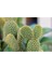 - Opuntia Microdays Yellow (Sarı Tavşan Kulağı Kaktüsü) 2