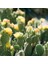 - Opuntia Microdays Yellow (Sarı Tavşan Kulağı Kaktüsü) 3
