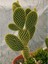- Opuntia Microdays Yellow (Sarı Tavşan Kulağı Kaktüsü) 4