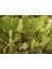 - Opuntia Microdays Yellow (Sarı Tavşan Kulağı Kaktüsü) 5