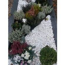 Ahs Beyaz Dolomit Taş 1 kg 1-2 cm Dere Çakıl Taşı Bahçe Peyzaj Süs Taşı Saksı Teraryum Akvaryum Taşı