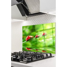 Cam Ocak Arkası Koruyucu Ankastre Arkası Koruyucu | Uğur Böceği