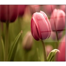 Ne Verelim Size Cam Ocak Arkası Koruyucu Ankastre Arkası Koruyucu | Lale