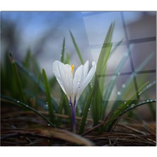 Ne Verelim Size Cam Ocak Arkası Koruyucu Ankastre Arkası Koruyucu