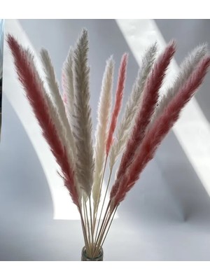 Ganbao Beyaz ve Pembe 15 Adet 15 Adet Kurutulmuş Küçük Pampas Çim Çiçekleri Pantas Artificiales Para Decoracion Gerçek Bitkiler Ev Dekor Düğün Dekorasyon (Yurt Dışından)