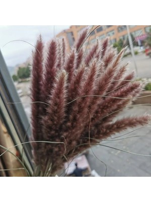 Ganbao Beyaz ve Pembe 15 Adet 15 Adet Kurutulmuş Küçük Pampas Çim Çiçekleri Pantas Artificiales Para Decoracion Gerçek Bitkiler Ev Dekor Düğün Dekorasyon (Yurt Dışından)