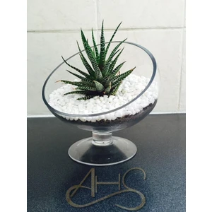 Beyaz Dolomit Taş 5 kg 0-2 cm Dere Çakıl Taşı Bahçe Peyzaj Süs Taşı Saksı Teraryum Akvaryum Taşı