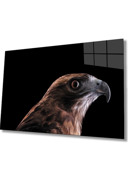 Kartal Hayvan Cam Tablo