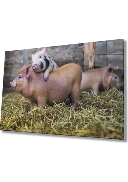 Domuzlar Cam Tablo