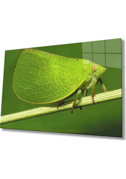 Yeşil Kelebek Green Butterfly