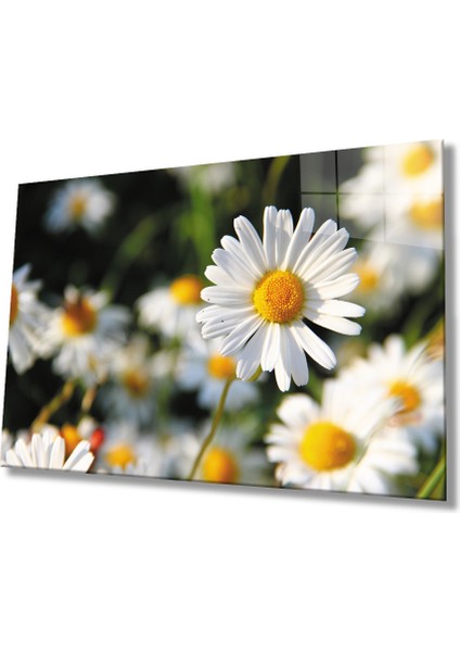 Papatya Cam Tablo Daisy