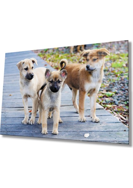 Köpekler Cam Tablo