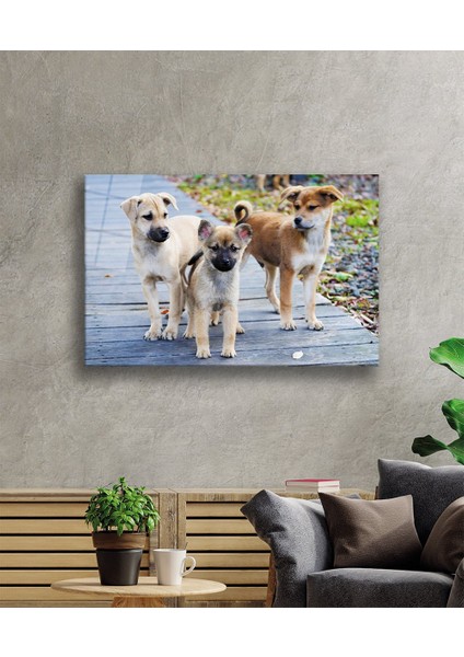 Köpekler Cam Tablo fiyatları
