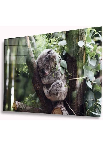 Koala Cam Tablo