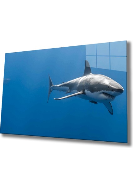 Köpek Balığı Cam Tablo Shark