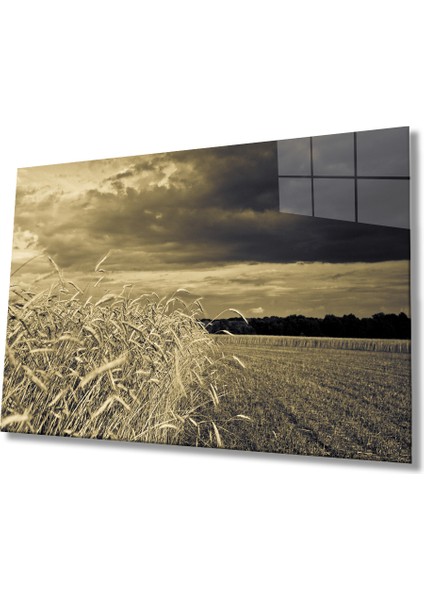 Gün Batımında Başaklar Cam Tablo