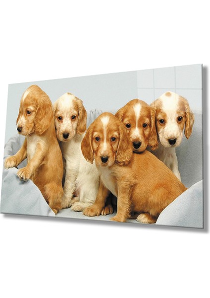 Kahverengi Köpekler