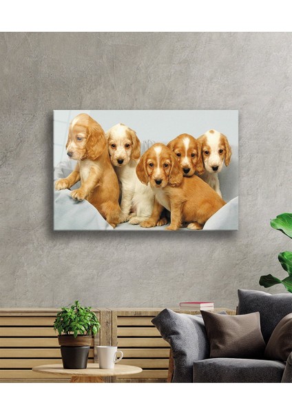 Kahverengi Köpekler fiyatları