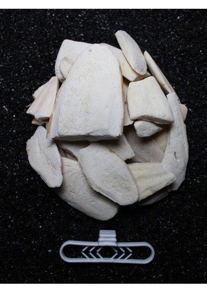 1. Kalite Temizlenmiş Kırık Kalamar Kemiği 100 gr + Tutacak