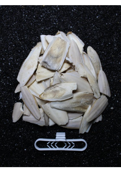 2.kalite Kırık Kalamar Kemiği 100 gr + Tutacak