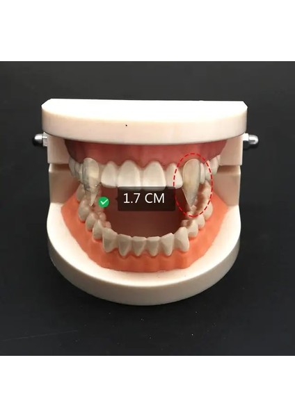 1.7cm Tutkal Yok 1 Çift Vampir Dişleri Dişleri Protez Sahne Cadılar Bayramı Kostüm Sahne Yanlış Dişler Katı Tutkal Protez Yapıştırıcı Cadılar Bayramı Partisi Dekoru (Yurt Dışından)