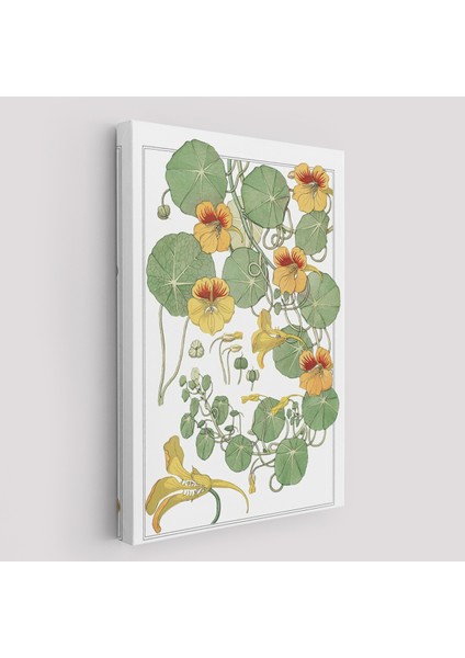 Nasturtium Çiçeği Kanvas Tablo-5206 fiyatları
