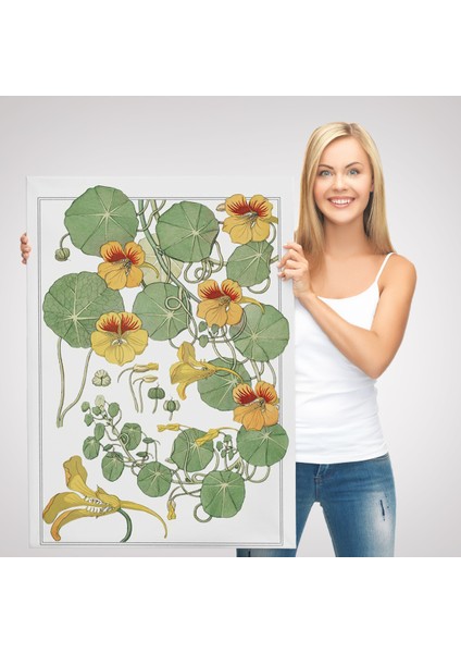 Nasturtium Çiçeği Kanvas Tablo-5206 modelleri