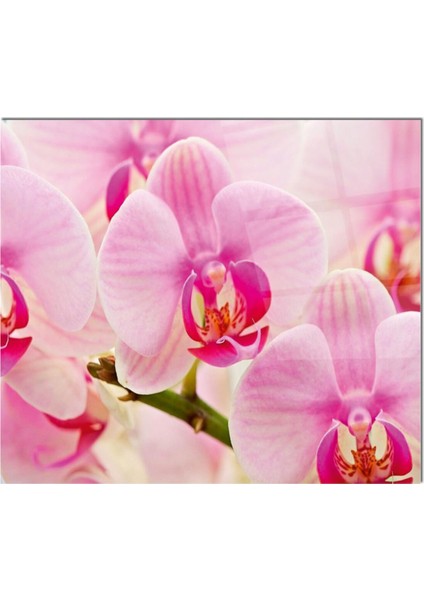 Cam Ocak Arkası Koruyucu Ankastre Arkası Koruyucu | Pembe Çiçek Orkide fiyatları