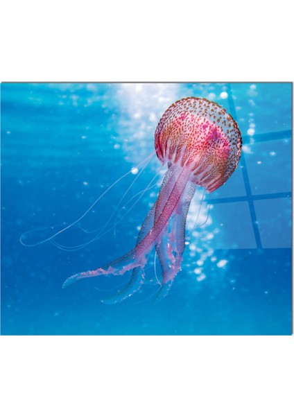 Cam Ocak Arkası Koruyucu Ankastre Arkası Koruyucu | Deniz Anası fiyatları